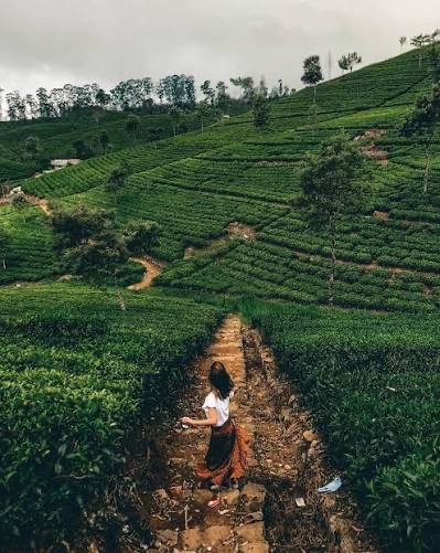A tea picker among bright green hill-country terraces and a blue train