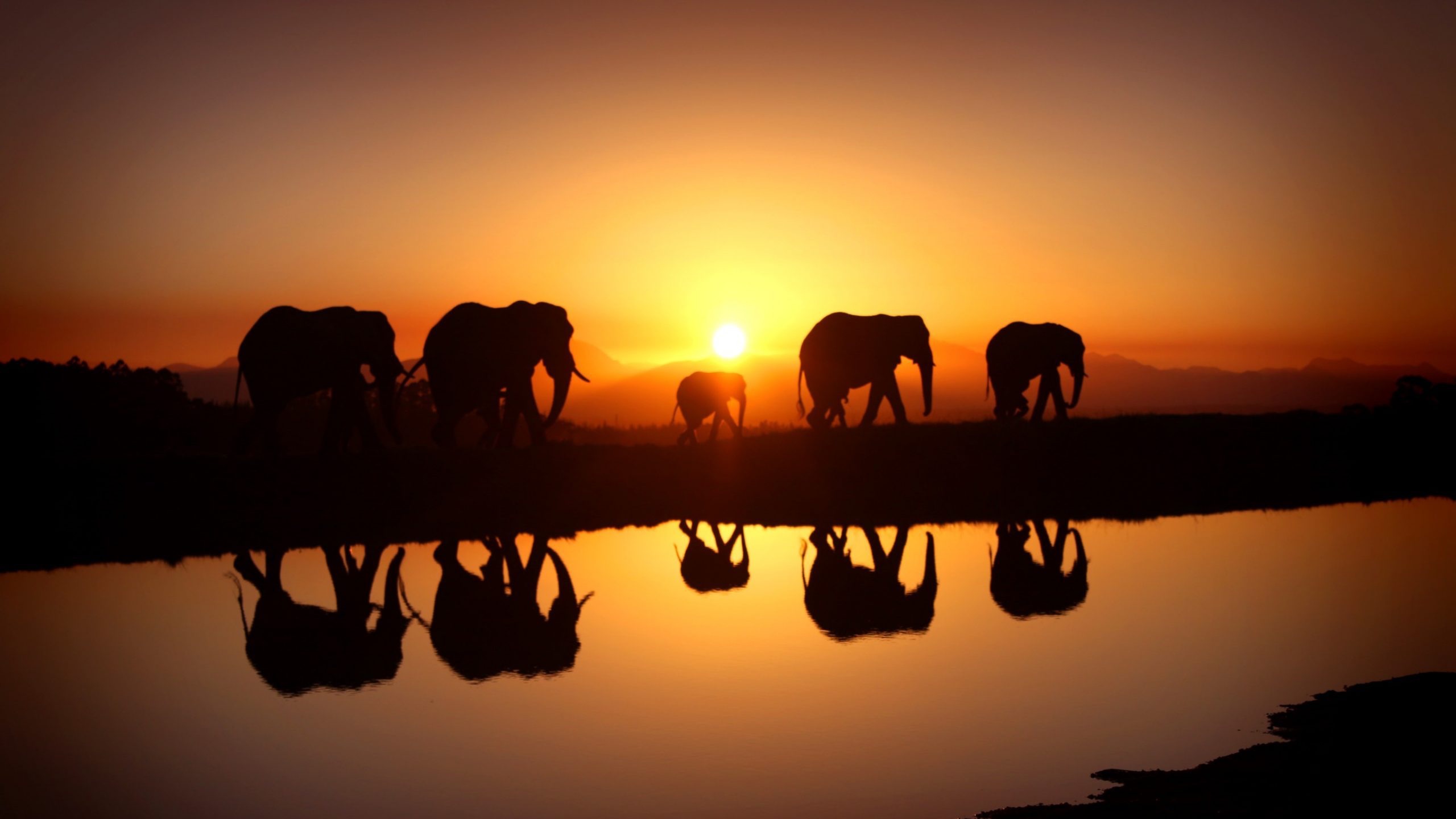 An elephant family crossing a colorful Sri Lankan wetland