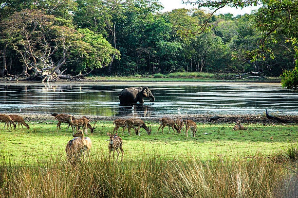 An elephant and spotted deer beside a forest water basin in Wilpattu