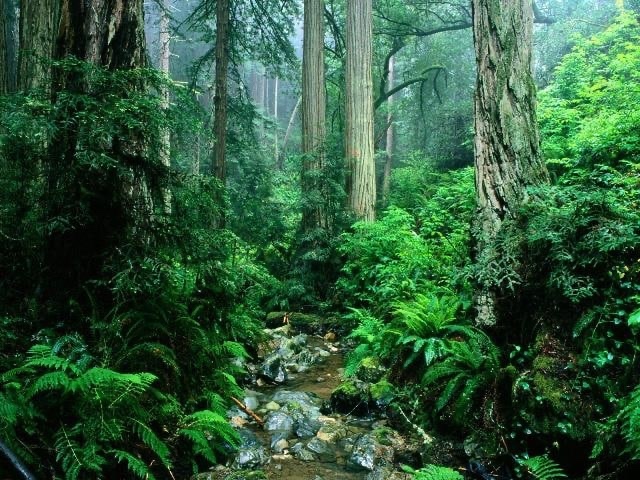 A clear stream winding through dense green rainforest and tall trees